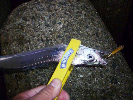 タチウオが飛んだ日