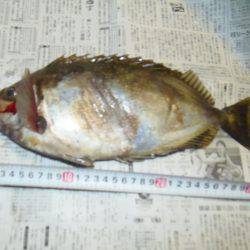 アイゴ33センチ