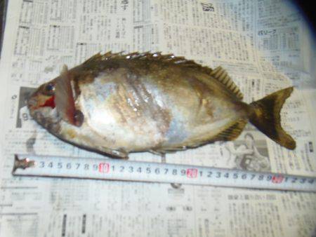 アイゴ33センチ