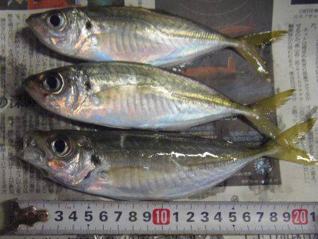 真鯛２４センチ