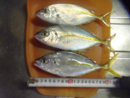 シマアジ３匹