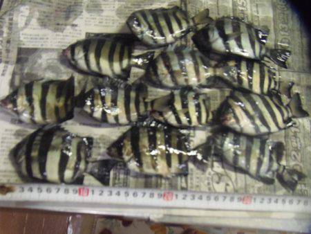 サンバソウとコッパグレばかり