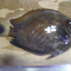 岩代港に再チャレンジ