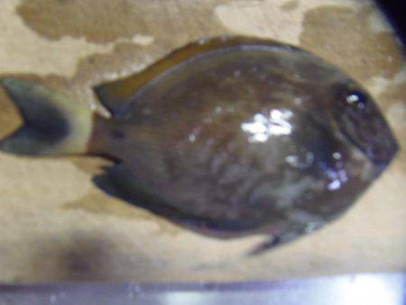 岩代港に再チャレンジ