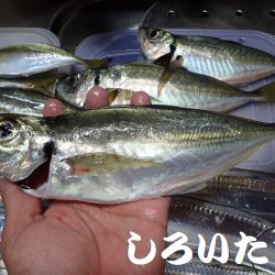 良型アジとタチウオ＋ハマチ