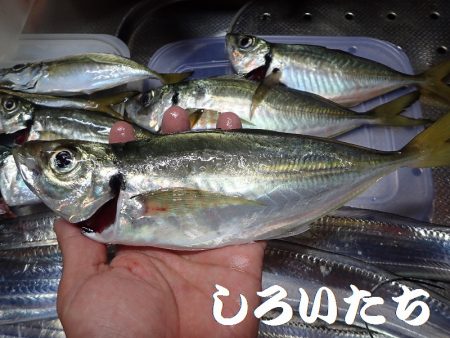 良型アジとタチウオ＋ハマチ