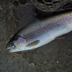 爆釣！平谷湖フィッシングスポット