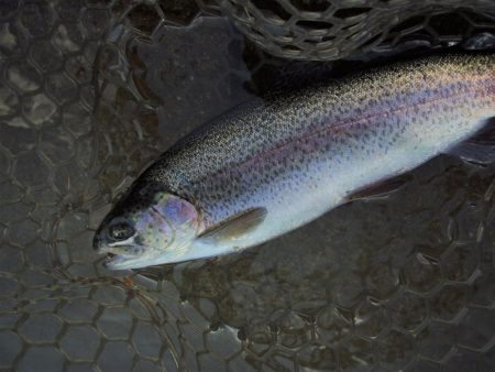 爆釣！平谷湖フィッシングスポット