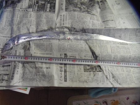 タチウオと小アジ