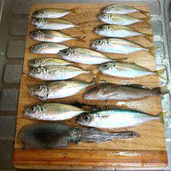 ウキ釣りでアオリイカゲット！