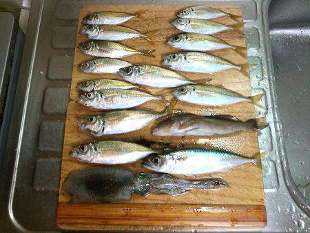 ウキ釣りでアオリイカゲット！