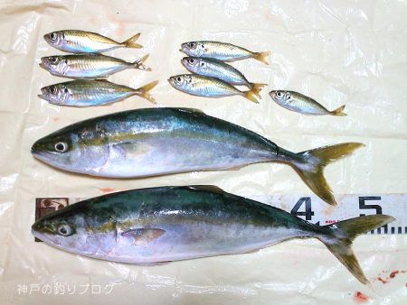 のませでハマチゲット！