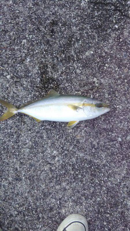 近所湾奥でハマチ