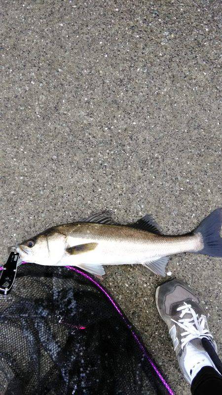 来ましたシーバス　タチウオは数が出る