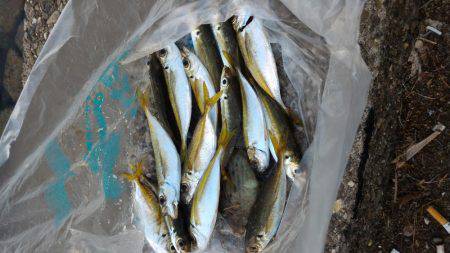 ちょいなげサビキ