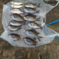 いとこの初めて