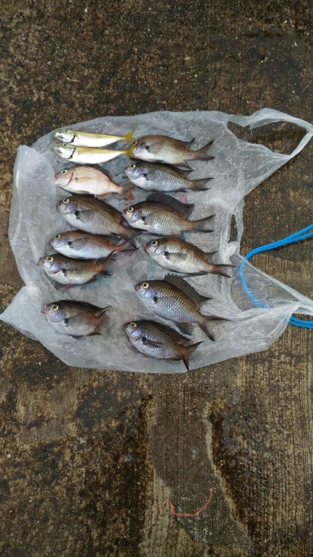 いとこの初めて