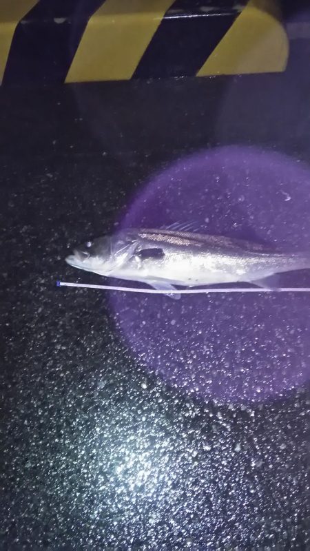 マイワシ　シーバス