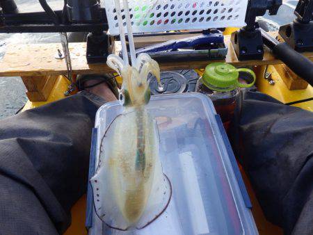 2日連続ティップラン