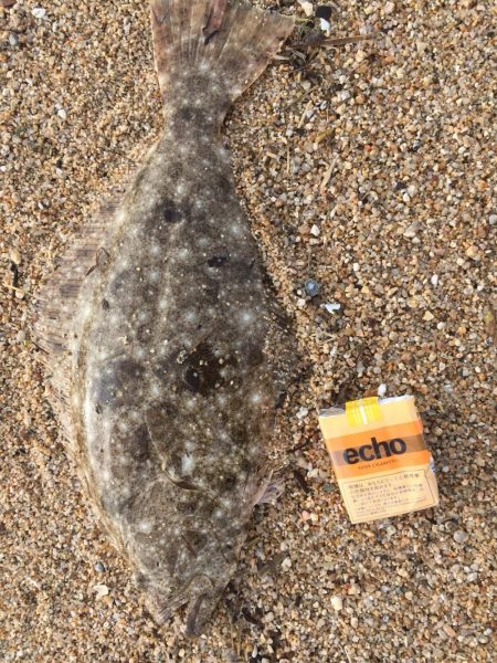 フラットフィッシュ狙いで