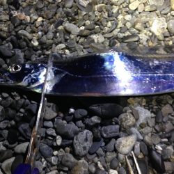 太刀魚　連日釣果がありすぎて載せきれません