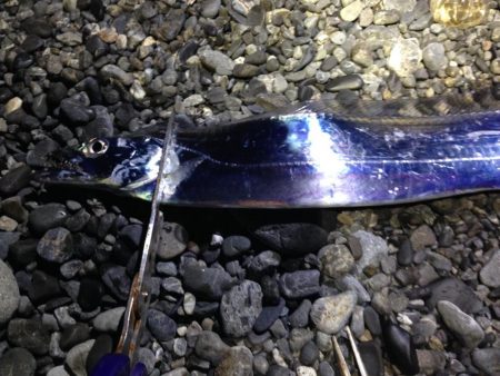 太刀魚　連日釣果がありすぎて載せきれません