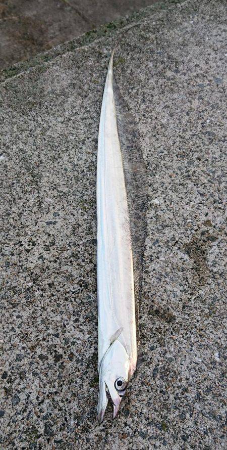 釣り部 釣行記 1