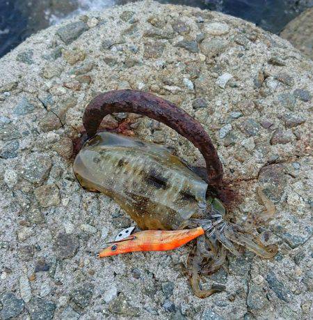 釣り部 釣行記 2