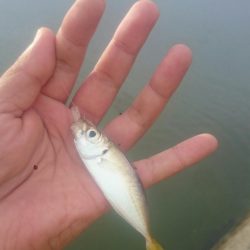 デイのアジングゲーム