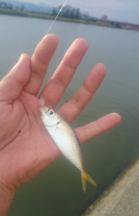 デイのアジングゲーム