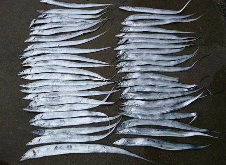 津田でタチウオ好調