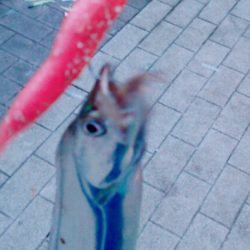 台風後②なんとか