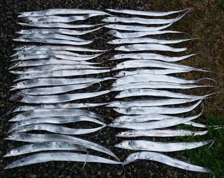 津田でタチウオ爆釣