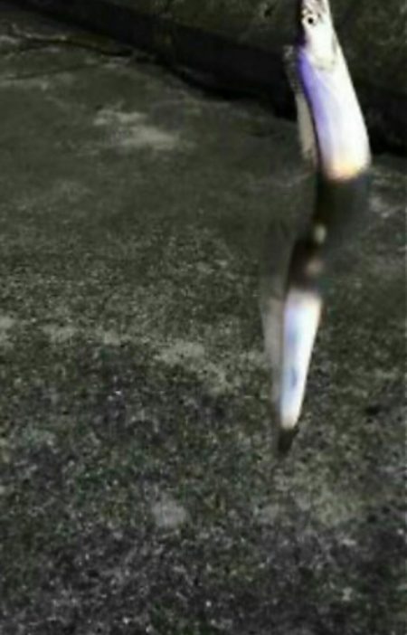 ◯下降気味！？