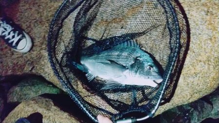 ルアー調査、シーバスは？