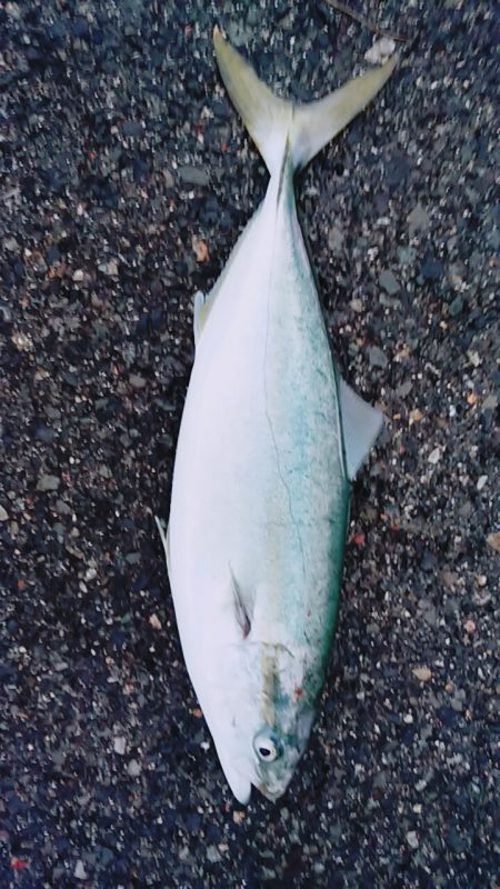 赤灯台先端内側にて