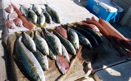 ●ヒラマサ６kg～ハマチ２kgを２０尾と好…