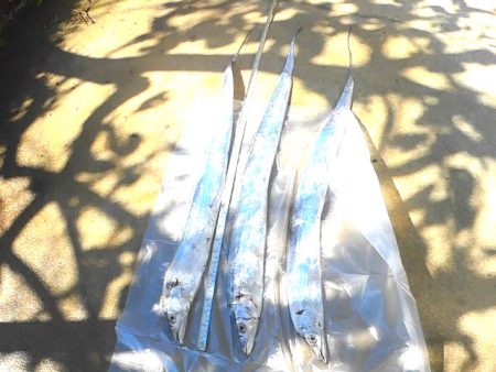 石津、太刀魚好調