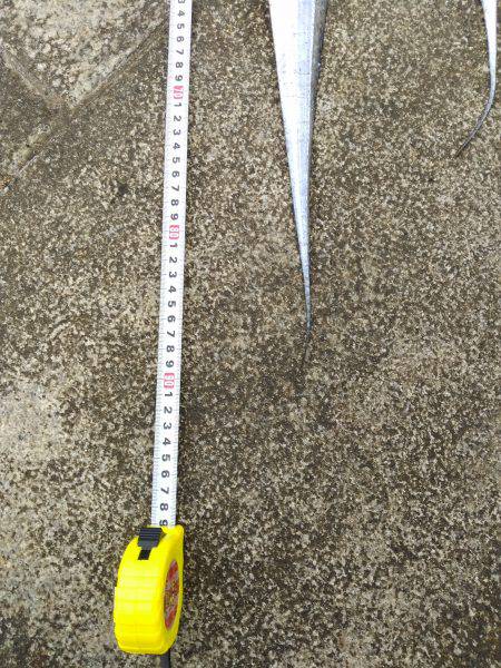 ２週間ぶりのタチウオ