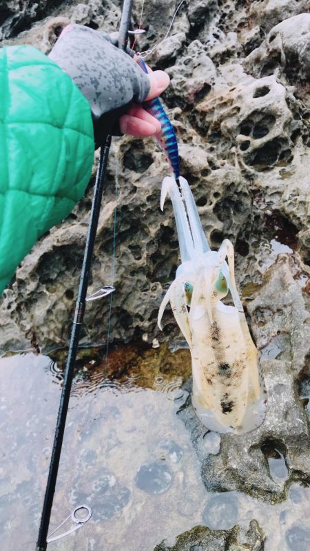 雨のなかでエギング