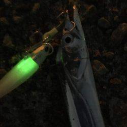 ワインド釣行！