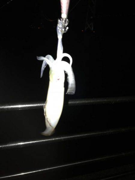 またまたまたデカイカ求めて！