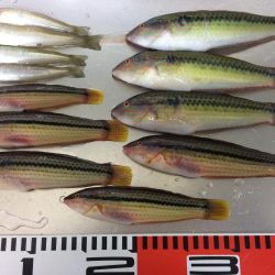 ベラが入れ食いでした