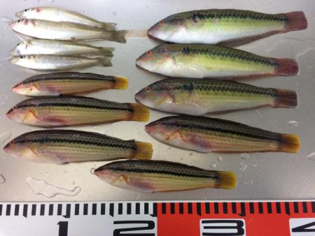 ベラが入れ食いでした