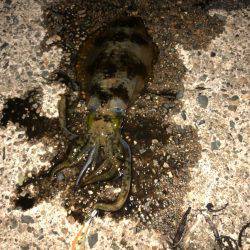 良い大きさになって来ました