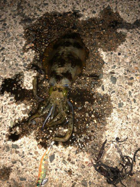 良い大きさになって来ました