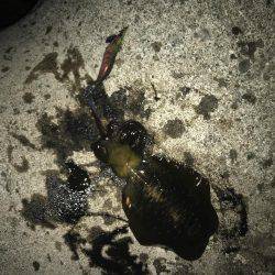 イカが少ない。。