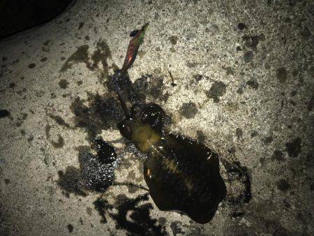 イカが少ない。。