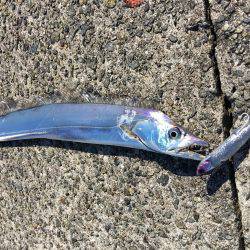 デイサーベリング