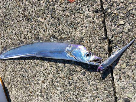 デイサーベリング